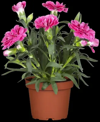 Dianthus caryophyllus (Tuinanjer) - afbeelding 33