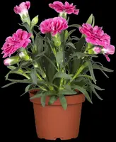 Dianthus caryophyllus (Tuinanjer) - afbeelding 33