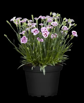 Dianthus caryophyllus (Tuinanjer) - afbeelding 99