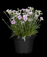 Dianthus caryophyllus (Tuinanjer) - afbeelding 99