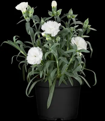 Dianthus caryophyllus (Tuinanjer) - afbeelding 35
