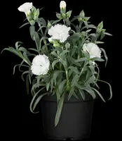 Dianthus caryophyllus (Tuinanjer) - afbeelding 35