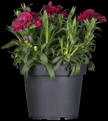Dianthus caryophyllus (Tuinanjer) - afbeelding 23