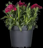 Dianthus caryophyllus (Tuinanjer) - afbeelding 23