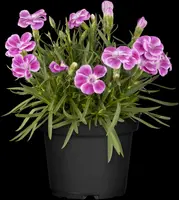 Dianthus caryophyllus (Tuinanjer) - afbeelding 25
