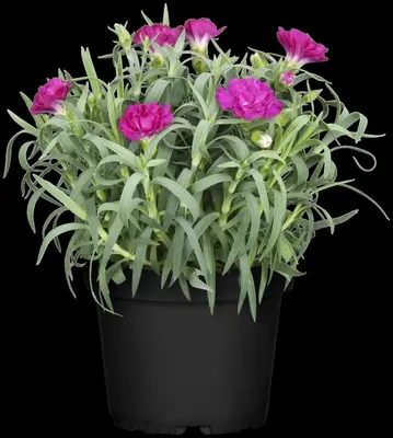 Dianthus caryophyllus (Tuinanjer) - afbeelding 59