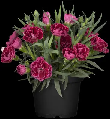 Dianthus caryophyllus (Tuinanjer) - afbeelding 73