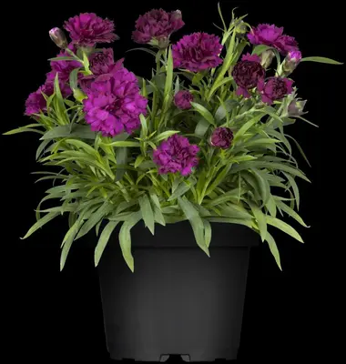 Dianthus caryophyllus (Tuinanjer) - afbeelding 20