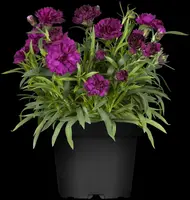 Dianthus caryophyllus (Tuinanjer) - afbeelding 20