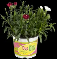 Dianthus caryophyllus (Tuinanjer) - afbeelding 72