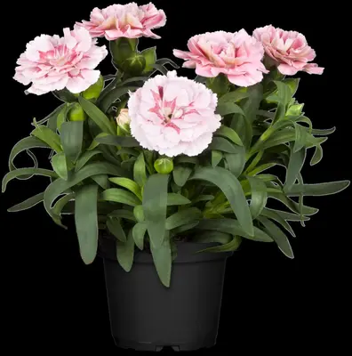 Dianthus caryophyllus (Tuinanjer) - afbeelding 32