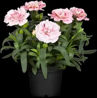 Dianthus caryophyllus (Tuinanjer) - afbeelding 32
