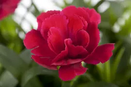 Dianthus caryophyllus (Tuinanjer) - afbeelding 9