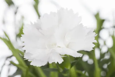 Dianthus caryophyllus (Tuinanjer) - afbeelding 10