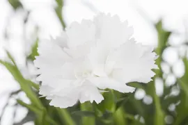 Dianthus caryophyllus (Tuinanjer) - afbeelding 10