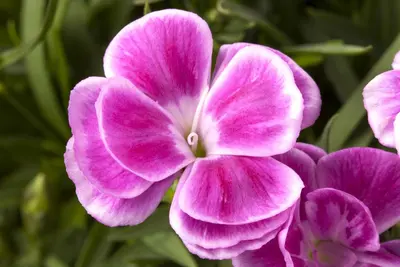 Dianthus caryophyllus (Tuinanjer) - afbeelding 16
