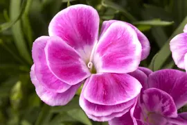Dianthus caryophyllus (Tuinanjer) - afbeelding 16