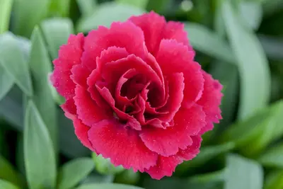 Dianthus caryophyllus (Tuinanjer) - afbeelding 29