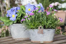Dianthus caryophyllus (Tuinanjer) - afbeelding 30