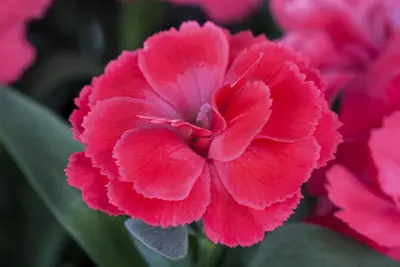 Dianthus caryophyllus (Tuinanjer) - afbeelding 34