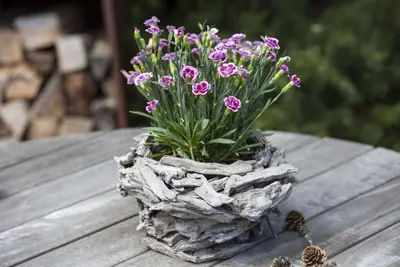 Dianthus caryophyllus (Tuinanjer) - afbeelding 37