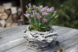 Dianthus caryophyllus (Tuinanjer) - afbeelding 37