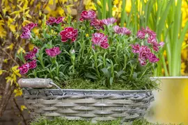 Dianthus caryophyllus (Tuinanjer) - afbeelding 38