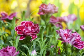 Dianthus caryophyllus (Tuinanjer) - afbeelding 39