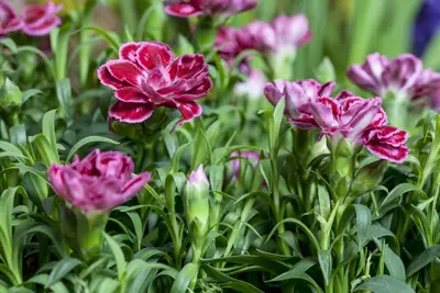 Dianthus caryophyllus (Tuinanjer) - afbeelding 40