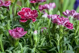Dianthus caryophyllus (Tuinanjer) - afbeelding 40