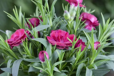 Dianthus caryophyllus (Tuinanjer) - afbeelding 41