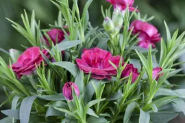 Dianthus caryophyllus (Tuinanjer) - afbeelding 41