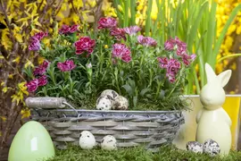 Dianthus caryophyllus (Tuinanjer) - afbeelding 42