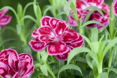 Dianthus caryophyllus (Tuinanjer) - afbeelding 44