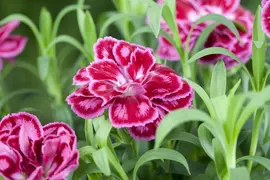 Dianthus caryophyllus (Tuinanjer) - afbeelding 44