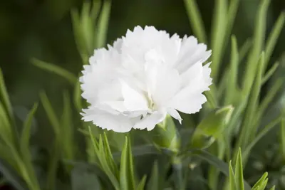 Dianthus caryophyllus (Tuinanjer) - afbeelding 46
