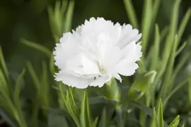 Dianthus caryophyllus (Tuinanjer) - afbeelding 46