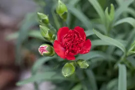 Dianthus caryophyllus (Tuinanjer) - afbeelding 51