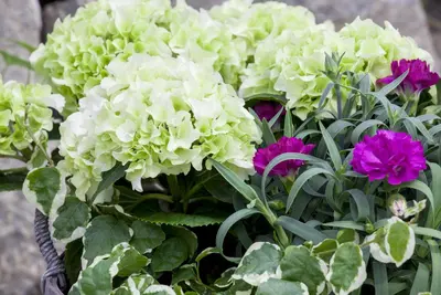 Dianthus caryophyllus (Tuinanjer) - afbeelding 57