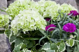 Dianthus caryophyllus (Tuinanjer) - afbeelding 57