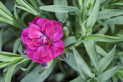 Dianthus caryophyllus (Tuinanjer) - afbeelding 58