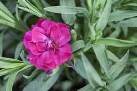 Dianthus caryophyllus (Tuinanjer) - afbeelding 58