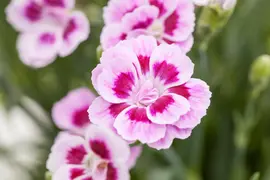 Dianthus caryophyllus (Tuinanjer) - afbeelding 62