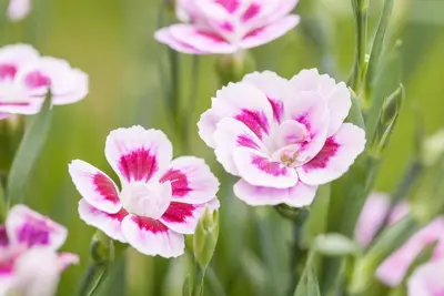 Dianthus caryophyllus (Tuinanjer) - afbeelding 63