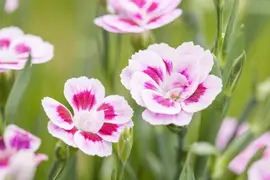 Dianthus caryophyllus (Tuinanjer) - afbeelding 63