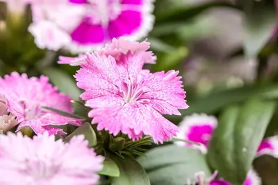 Dianthus caryophyllus (Tuinanjer) - afbeelding 64