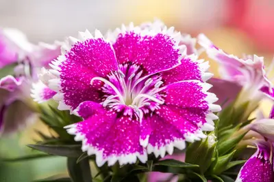 Dianthus caryophyllus (Tuinanjer) - afbeelding 65
