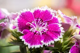 Dianthus caryophyllus (Tuinanjer) - afbeelding 65
