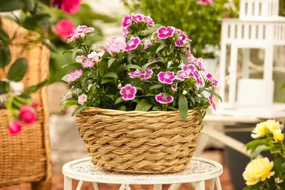 Dianthus caryophyllus (Tuinanjer) - afbeelding 68