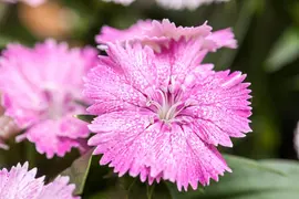 Dianthus caryophyllus (Tuinanjer) - afbeelding 69